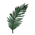how to draw a Palm Leaf image