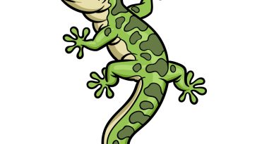 how to draw a Gecko image