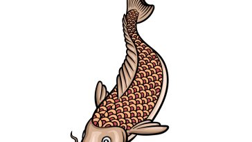 how to draw a Japanese Koi Fish image