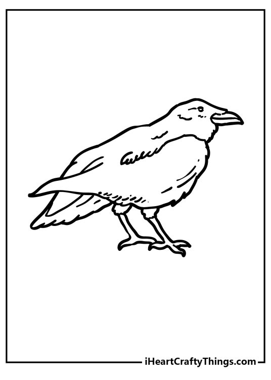 Birds-themed printable coloring page featuring side view of a slightly fluffy raven