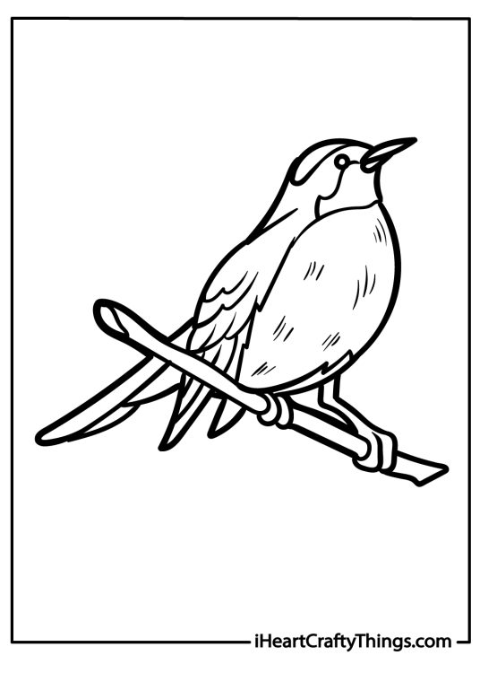 Picture to color presenting cute robin with a round body pointed beak and fluffy chest