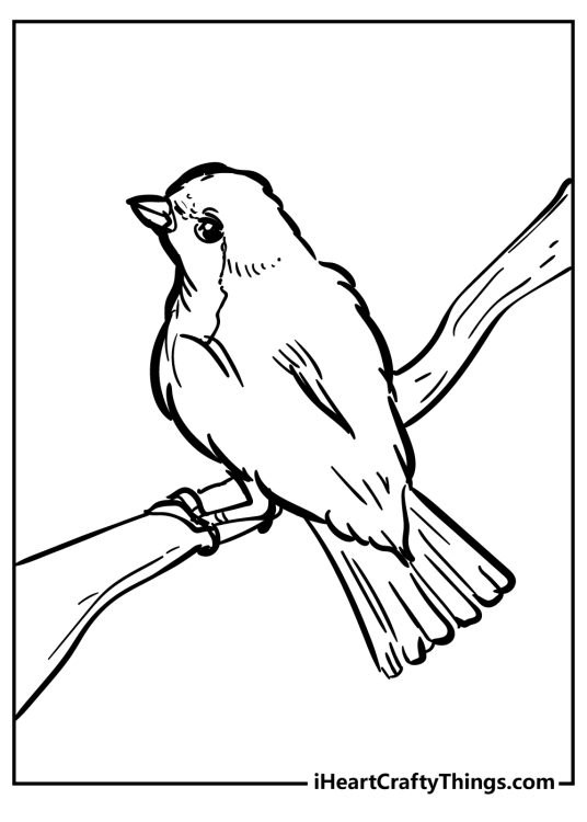 Picture to print and color presenting view from the top onto robin perched on a branch