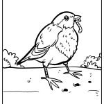 Robin Coloring Pages free printable