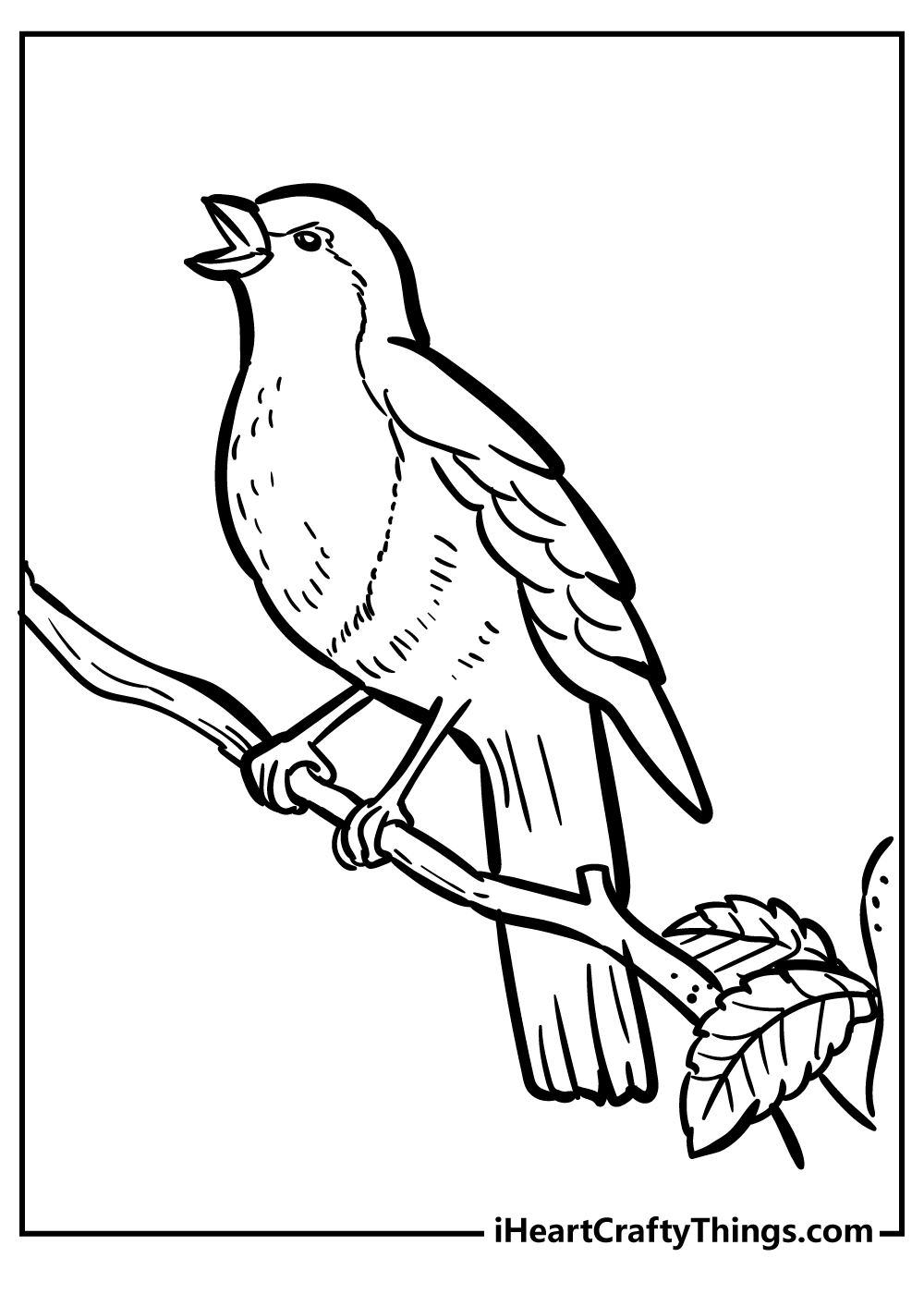 american robin coloring page