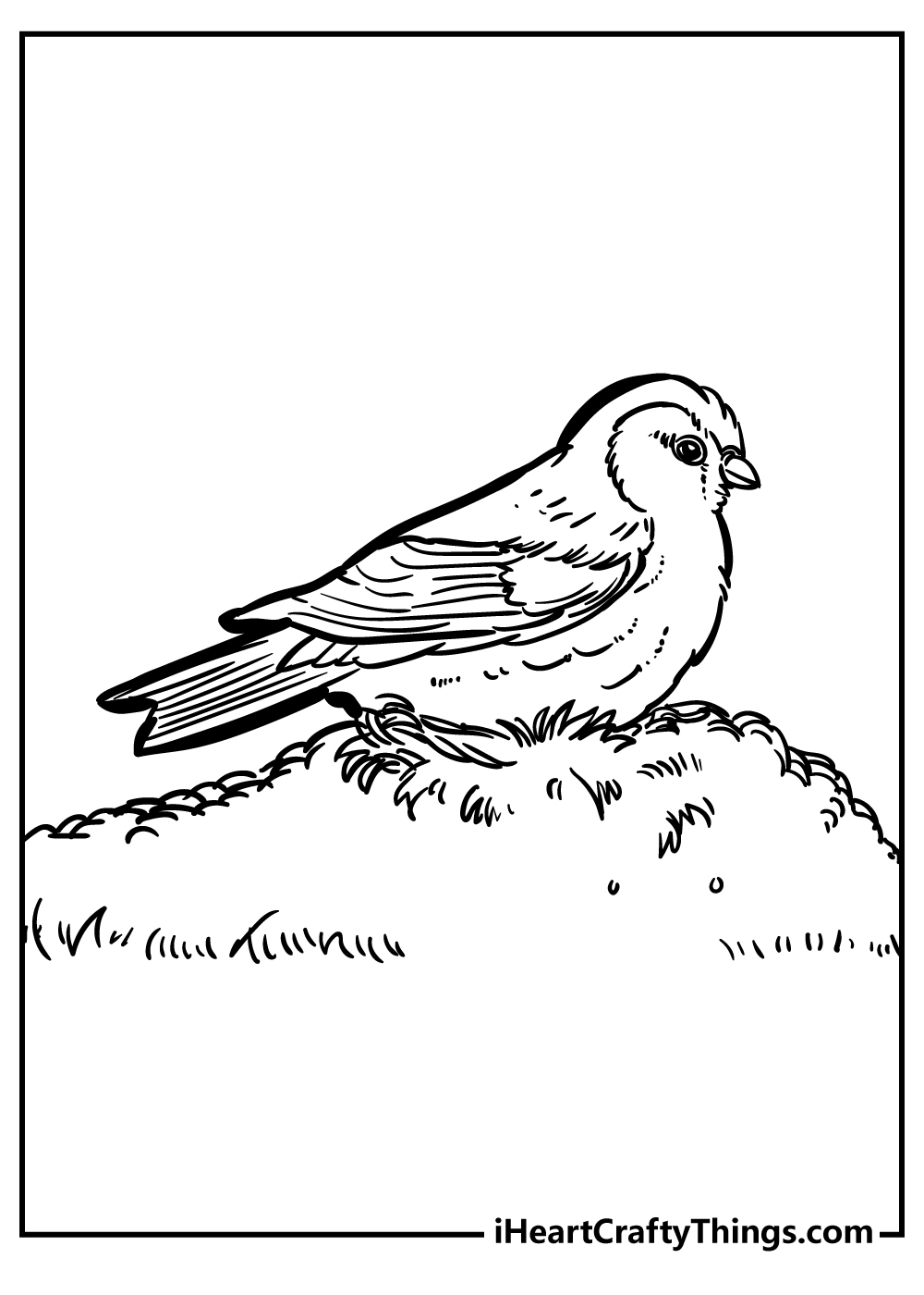 robin coloring pages for children