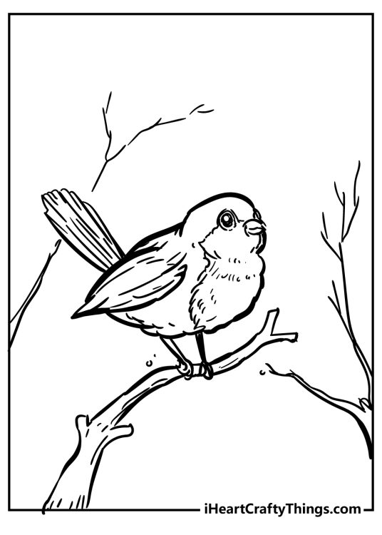 Printable coloring card showing cute-looking robin joyfully sitting on a tree branch