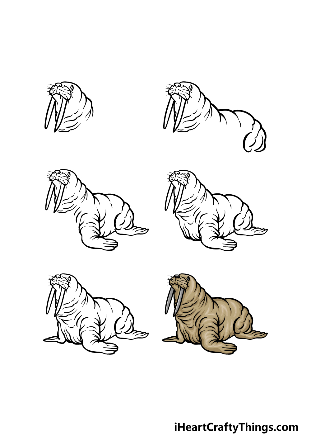 how to draw a Walrus in 6 steps