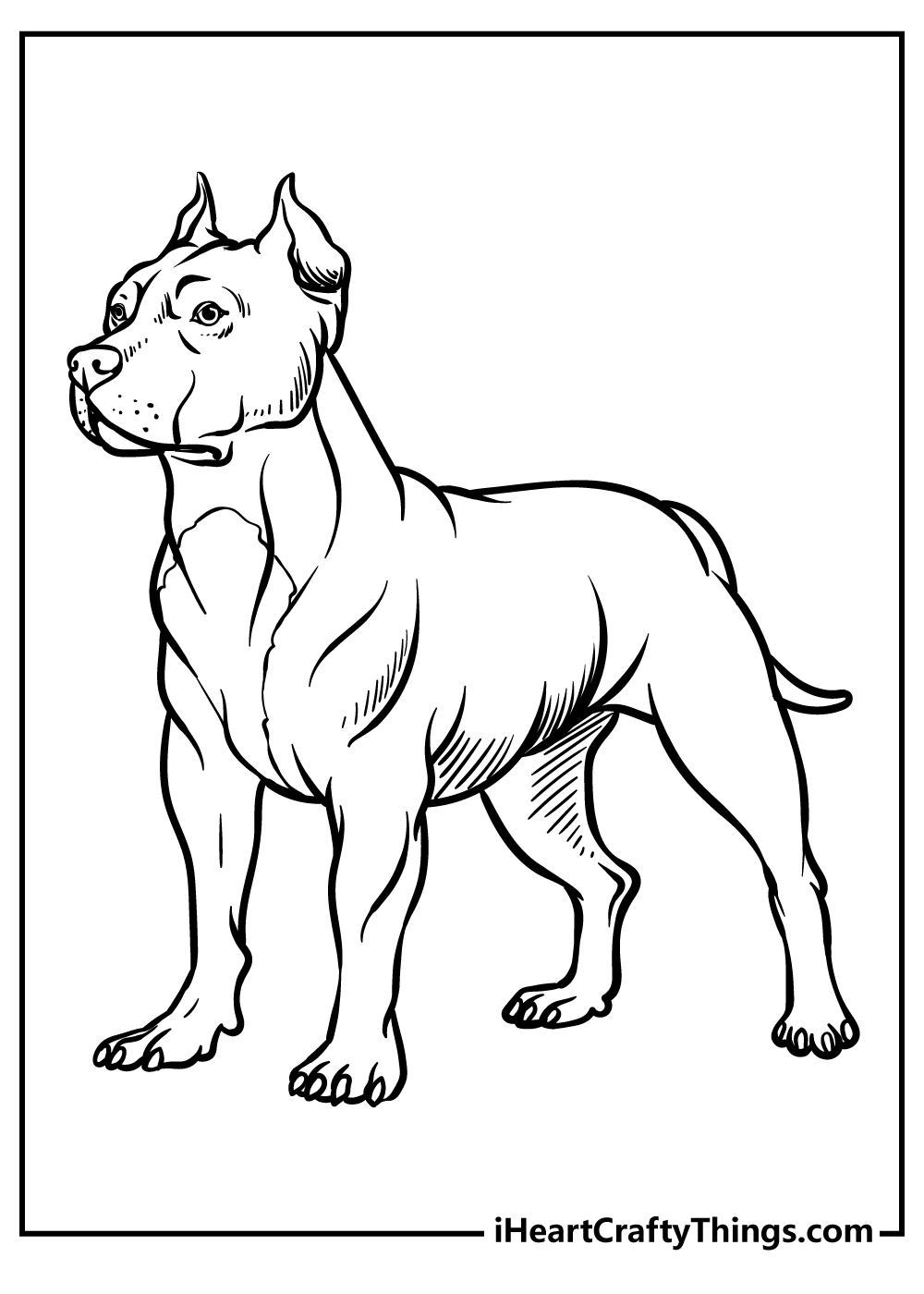 Detailed coloring picture for kids of a majestic muscular pitbull with pointy ears