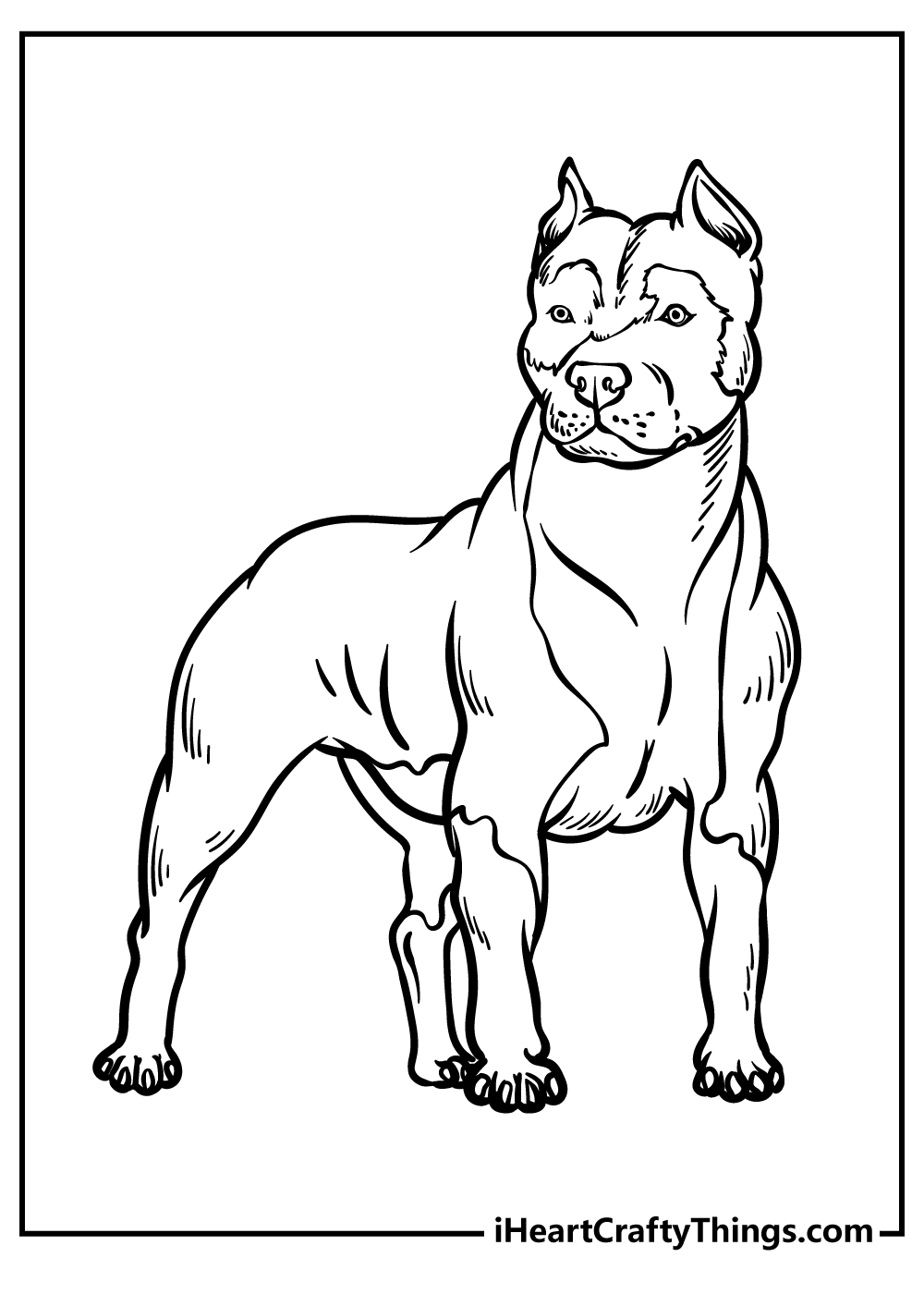 Free coloring drawing featuring pitbull with a proud posture and a noble expression