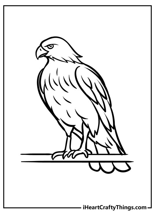 Free coloring picture of a noble looking hawk enjoying a quiet moment perched on a branch