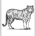 Zoo Animals Coloring Pages free printable