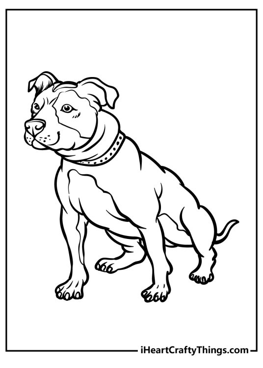 Free printable pdf of a pitbull with a collar in a sitting position looking tense and alert