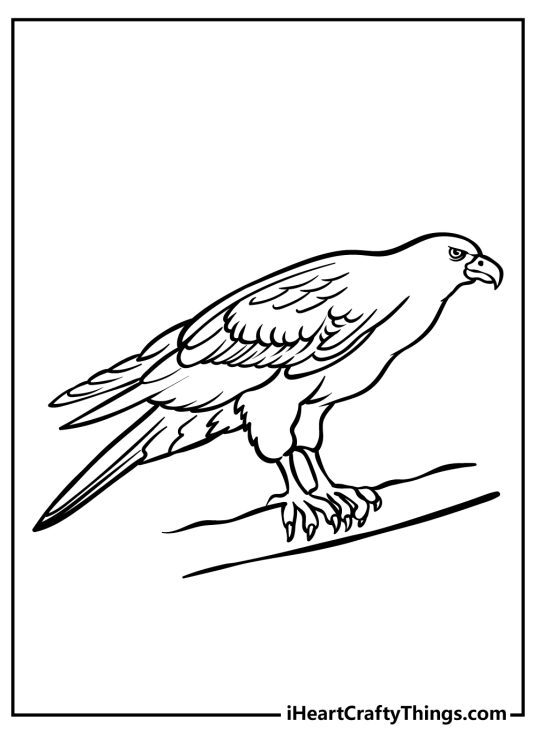 Hawk coloring pages