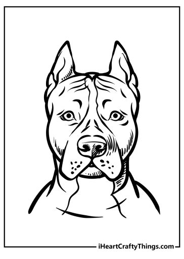 Pitbull Coloring Pages free printable