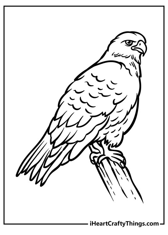 Highly detailed coloring picture featuring gorgeous fluffy hawk with folded wings