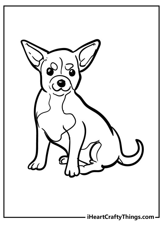 Coloring page presenting chihuahua breed dog with some facial markings and pointy ears