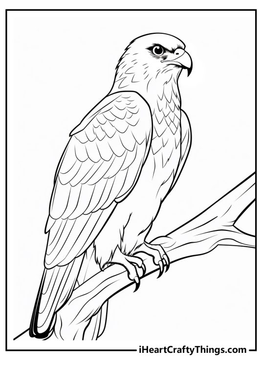 Black-and-white printable for adults featuring majestic hawk perched on a sturdy branch