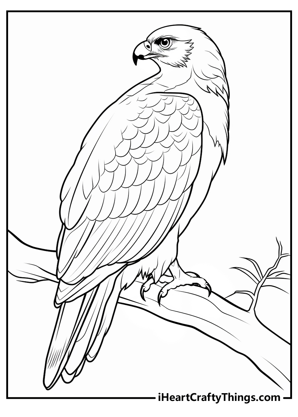 new hawk coloring sheet