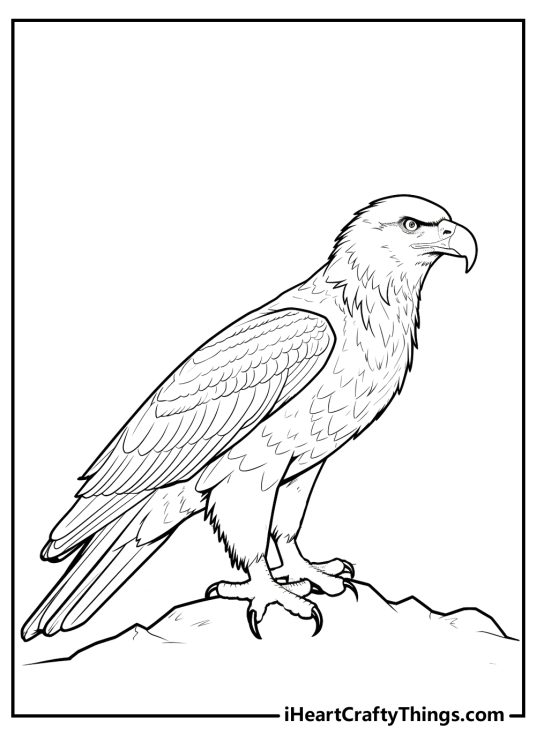 Coloring image of an impressive hawk with hooked beak and sharp claws perched on a branch