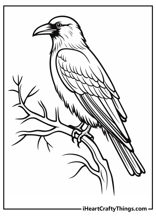 Detailed birds-themed coloring page of an elegant, graceful raven perched on the tree branch