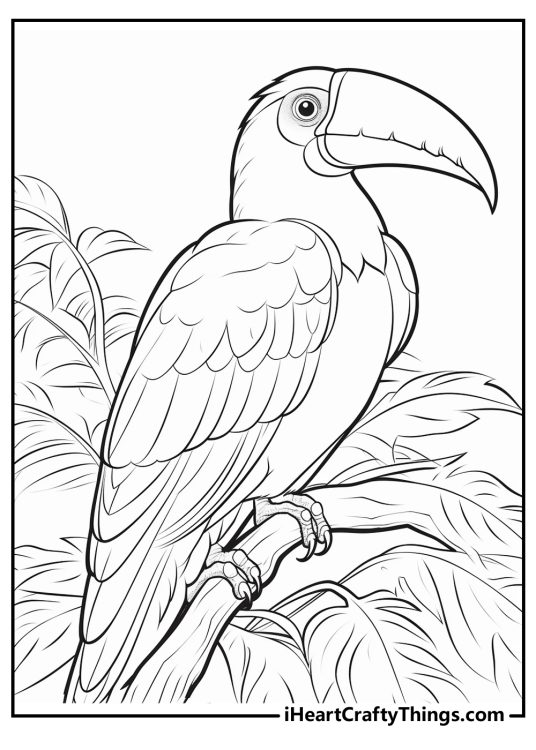 Detailed tropical coloring page presenting a toucan bird perched on a branch with tropical foliage