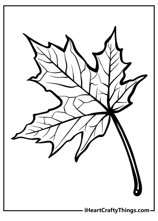 Detailed coloring poster for kids featuring big maple leaf with intricate vein details