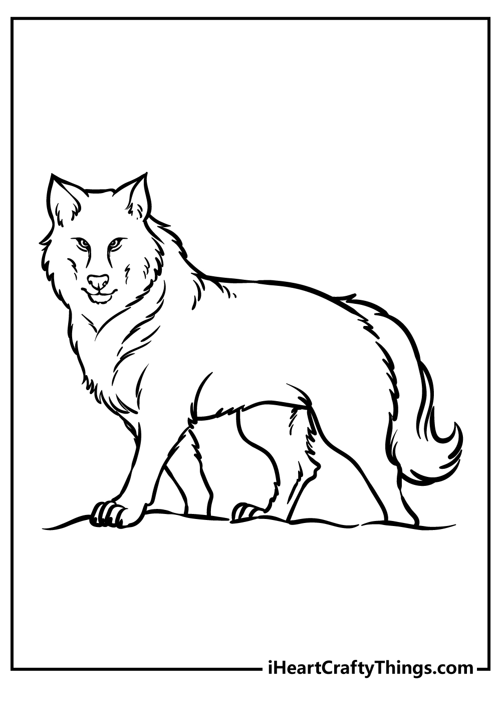 Coloring page featuring standing wolf looking directly at us with a menacing look in its eyes