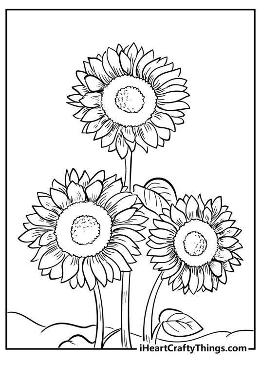 Sunflower Coloring Pages (100% Free Printables)