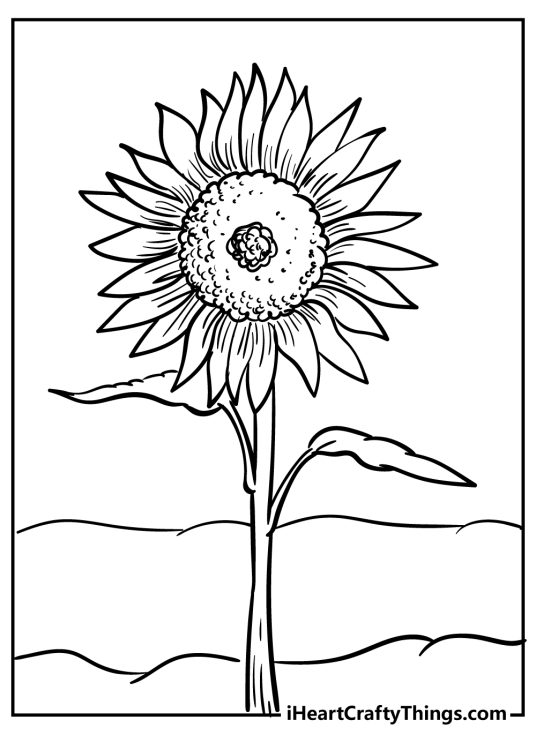 Coloring picture for pre-schoolers featuring beautiful sunflower with two elongated leaves