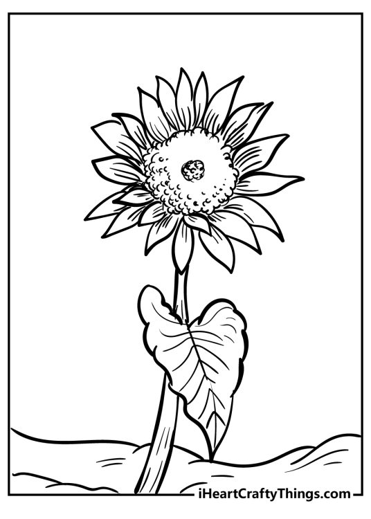 Free coloring page for children featuring amazing tall sunflower with one big leave