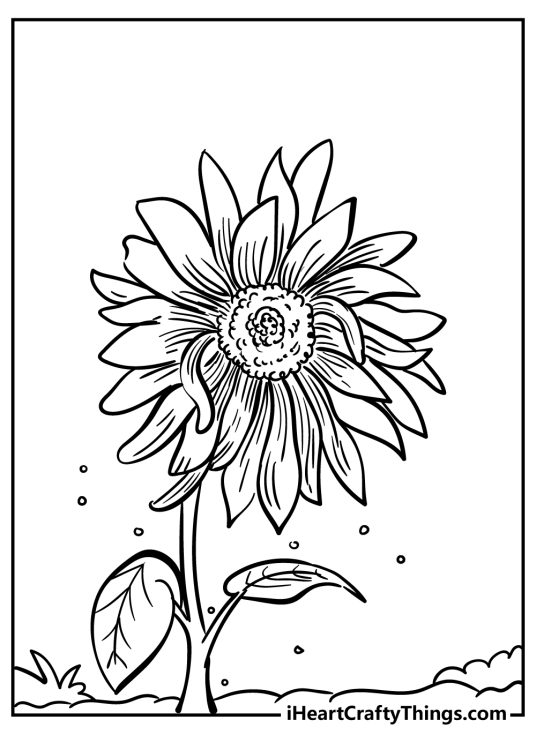 Sunflower coloring pages