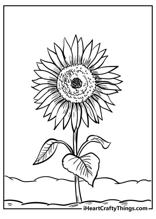 Printable image featuring sunflower with a very textured centre and three leaves