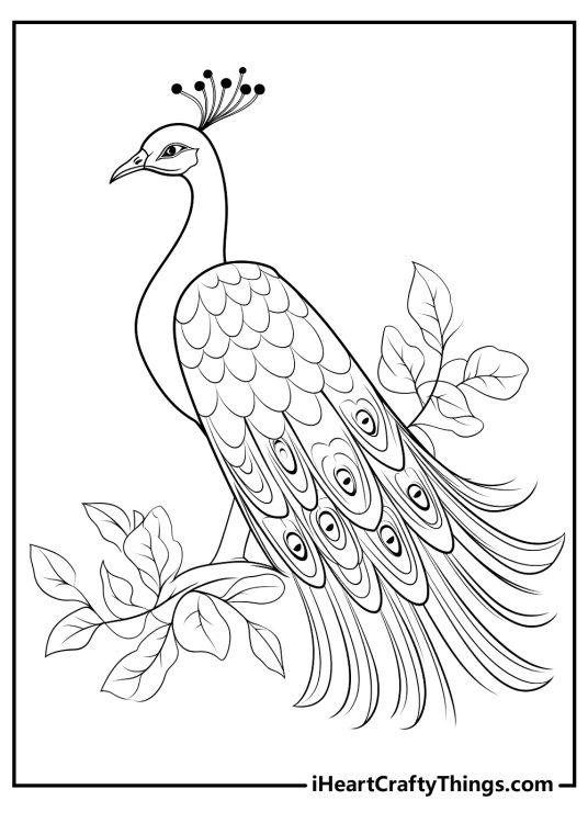 Printable coloring page for kids featuring proud peacock perched on a leafy branch