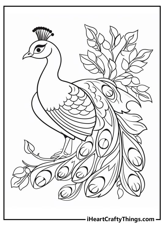 Detailed drawing presenting elegant peacock showing off extravagant tail feathers