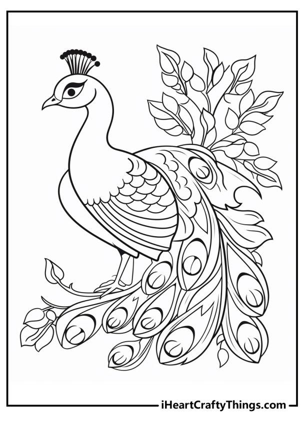 15 Peacocks Coloring Pages (100% Free Printables)