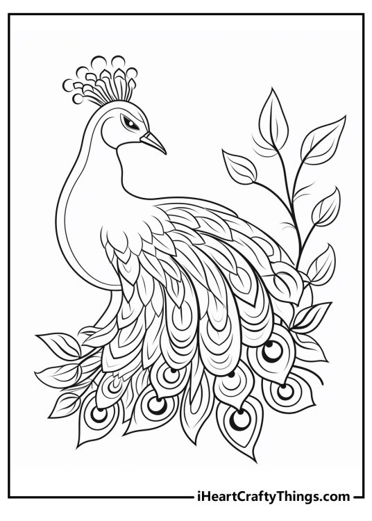 Coloring image featuring confident peacock with its stunning tail feathers fanned out