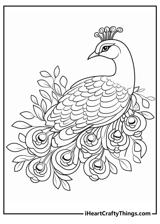 Printable coloring drawing of a graceful peacock standing amidst roses and leaves