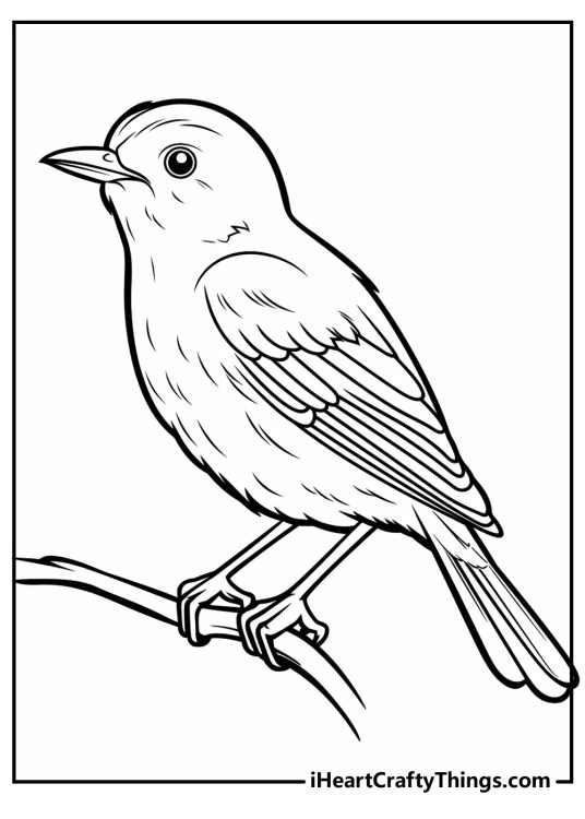 Bird-themed coloring page depicting cheerful songbird with a pointy beak perched on a branch