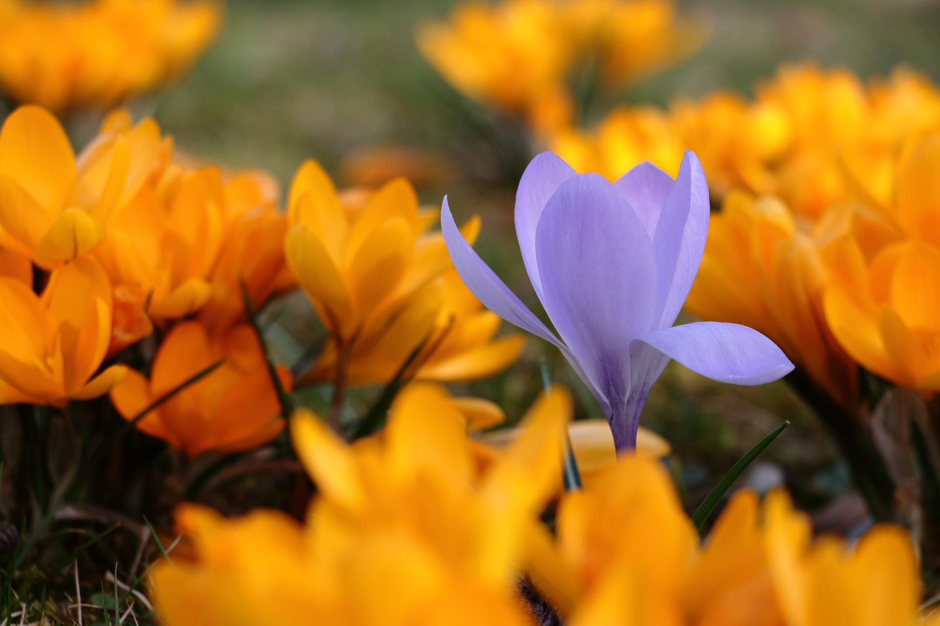 purple-orange flower