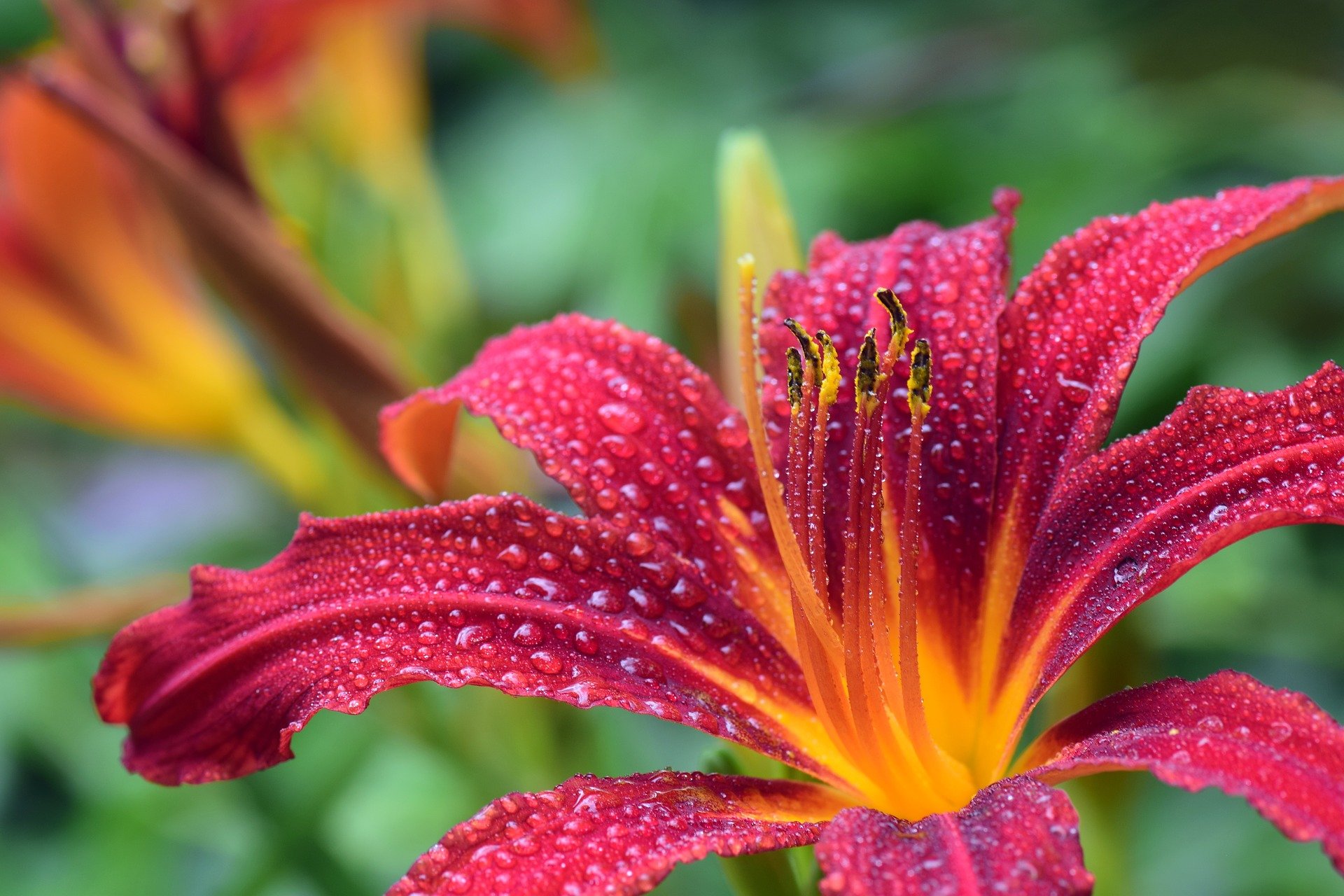 red and orange flowers