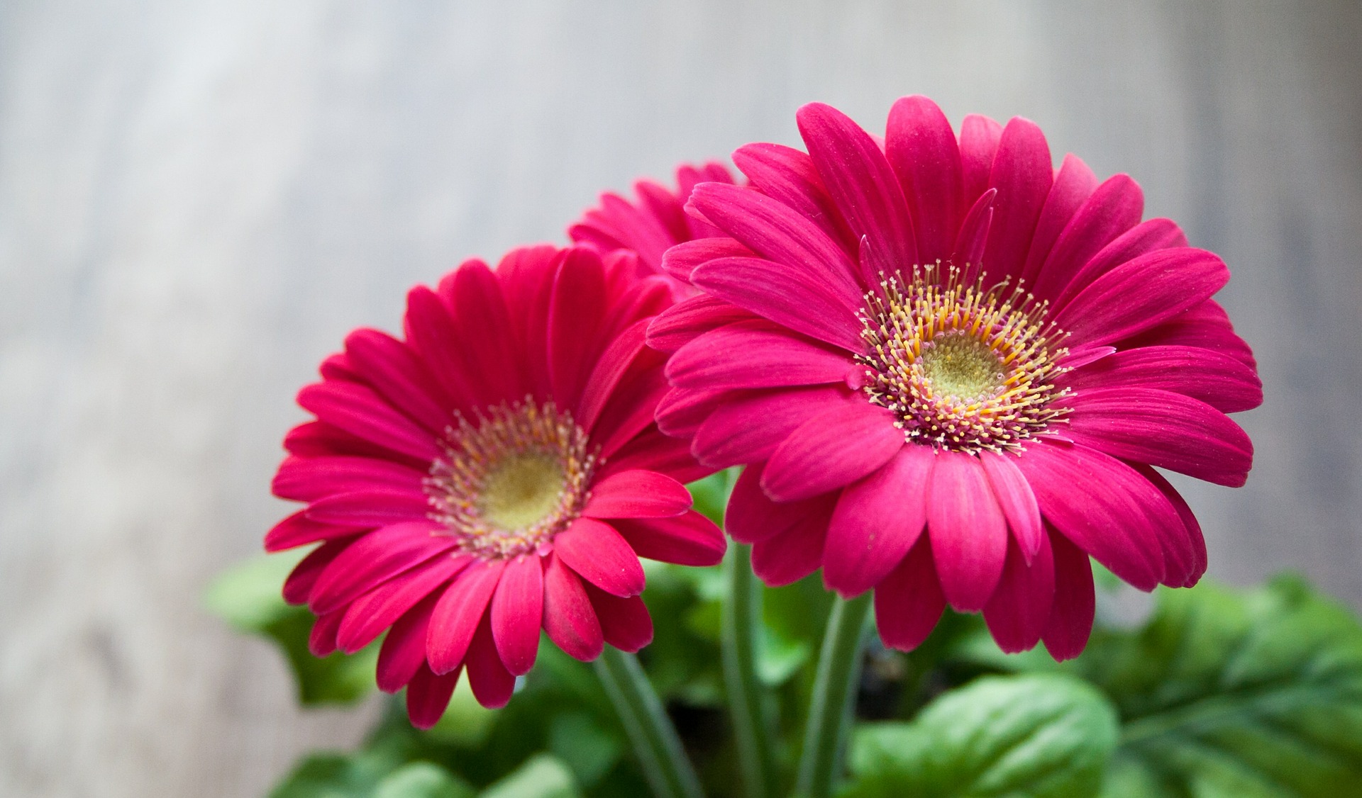 pink flower green scenery