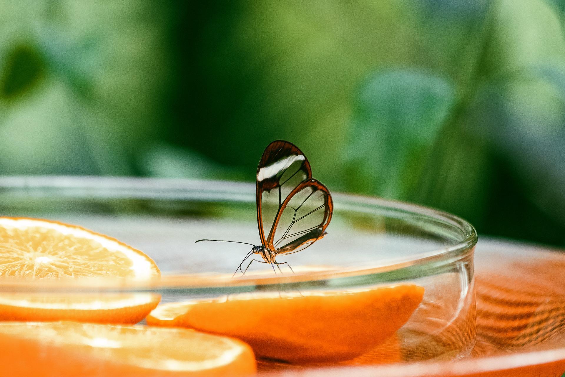 orange and green nature