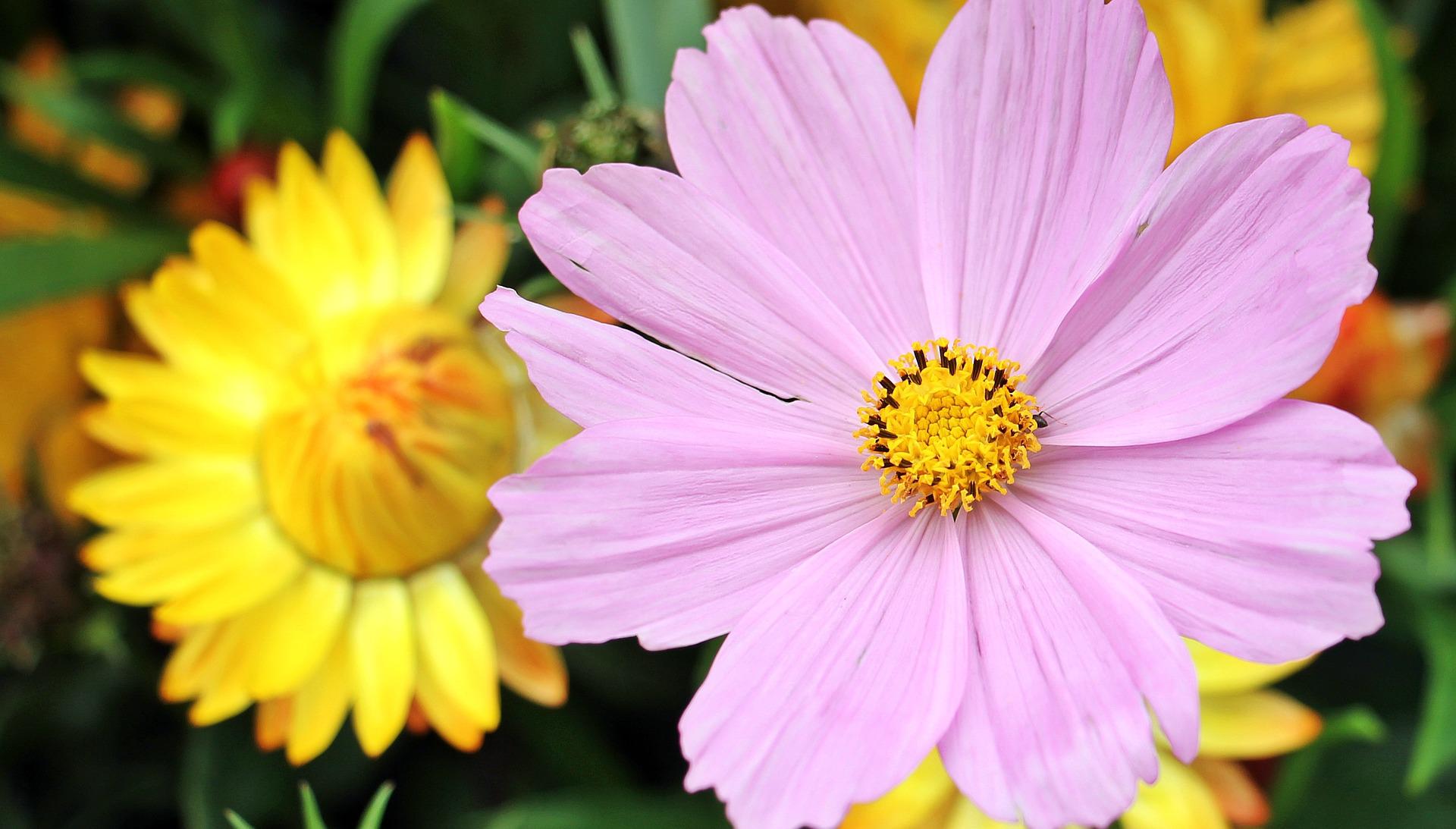 pink and yellow flowers