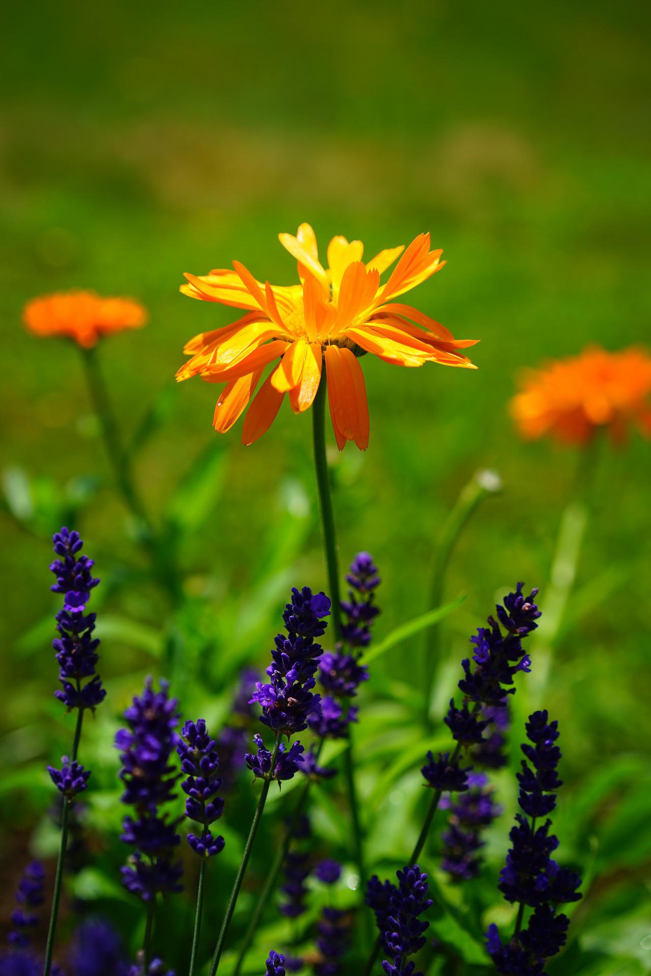 purple-orange scenery