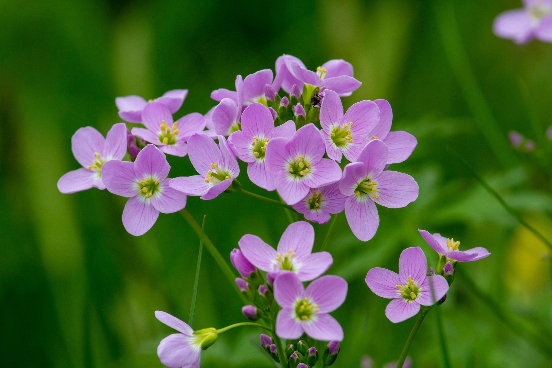 purple and green flowers