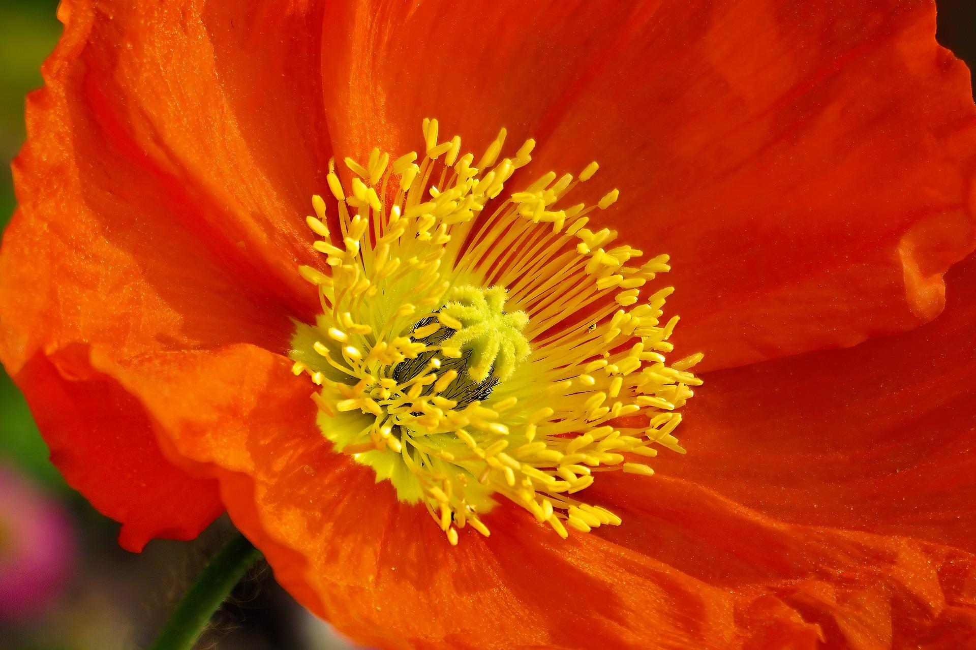 yellow and orange flowers