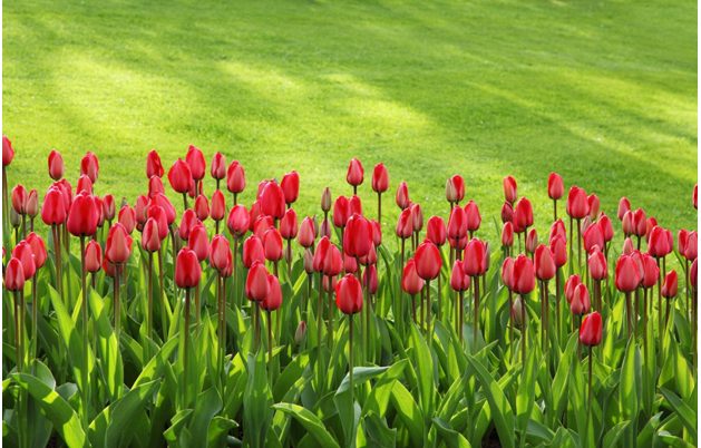 red flowers green flowers