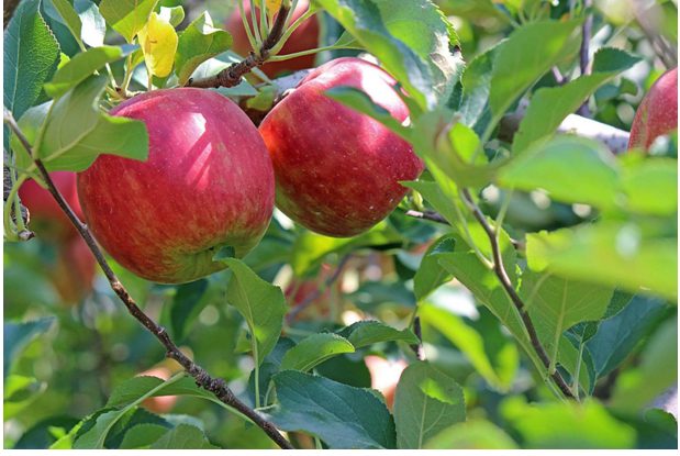 red and green fruit