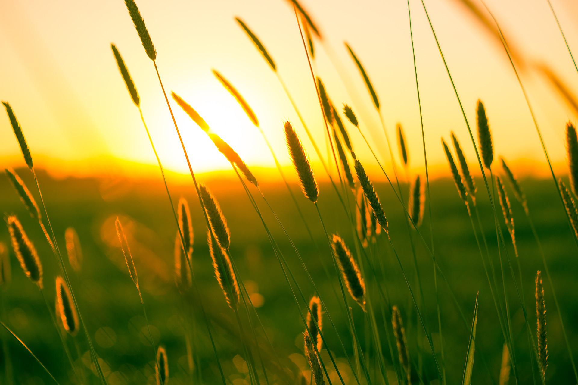 orange and green scenery