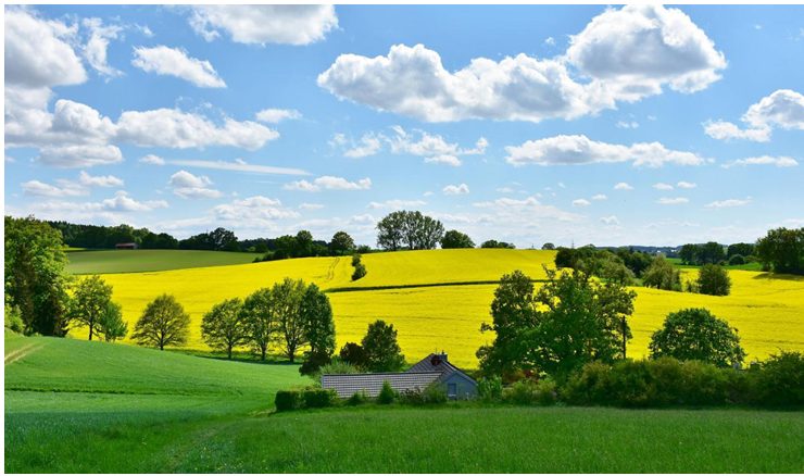 yellow and green nature